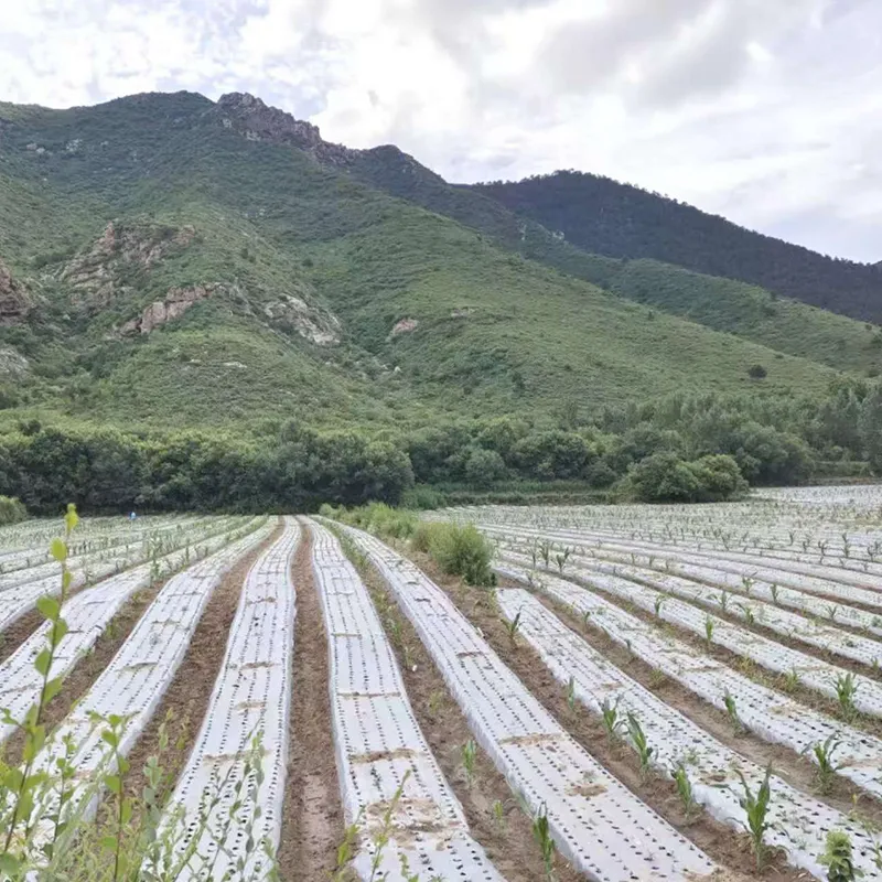 Белая мульчирующая плёнка (6)