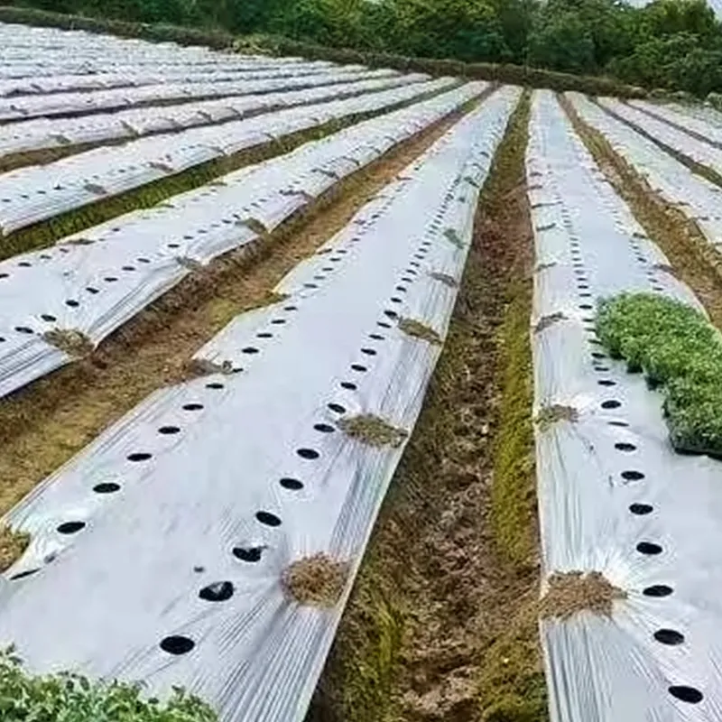 Перфорированная мульчирующая плёнка (2)