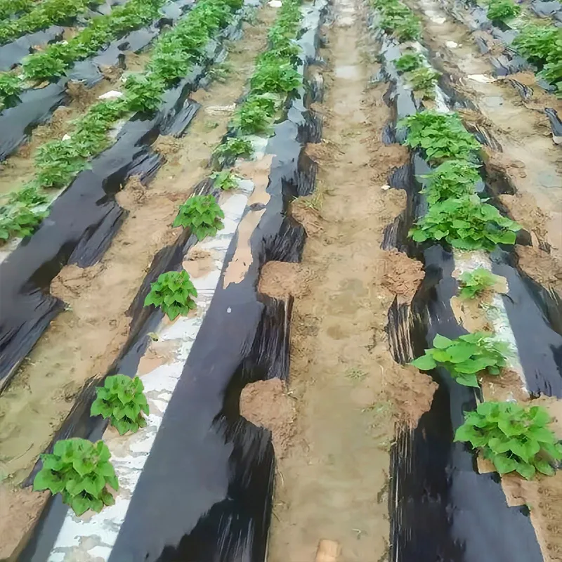 Чёрно-белая мульчирующая плёнка (5)